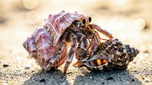 Crab Shell Swap Survival