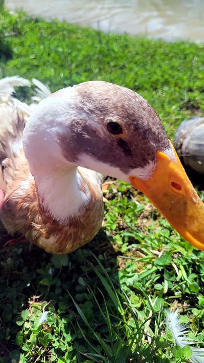 After some initial issues with Train Tracks (black cat) hating our new boy, Colby-Jack (orange and white, obvi), they ended up best friends. | #SparklegleamFarm #ColbyJack #TrainTracks #farm #cat #catlife #cute