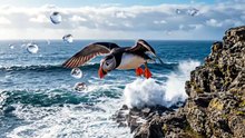 Puffin Cliff Jump Dive