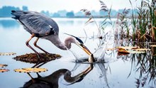 Heron Lightning Strike Catch