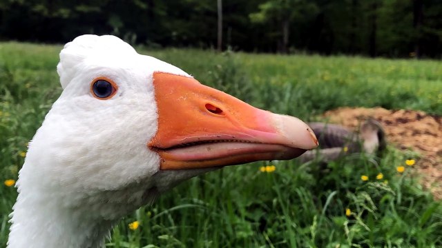 Lemongrab demonstrates the art of being near one's crush while looking totally nonchalant about it. | #SparklegleamFarm #Tooey #Lemongrab #farm #goose #farmanimals #UNACCEPTABLE #cute