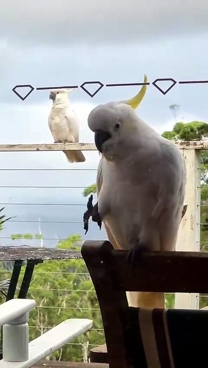 Beautiful cockatoos