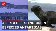 El Pingüino Emperador y el Lobo Marino en riesgo crítico de extinción