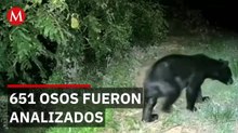 Investigación en Japón descubre qué buscan realmente los osos en la ciudad