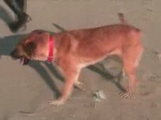 Laika e Jo Jo al mare