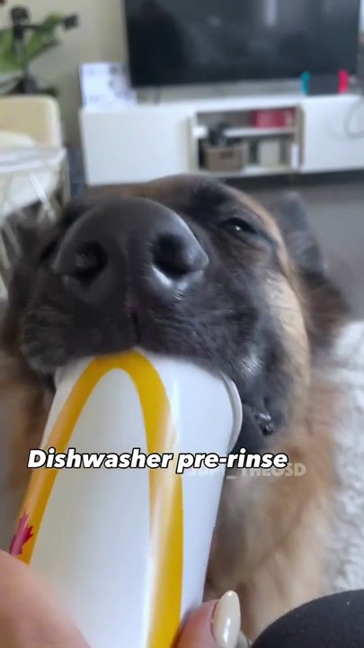 German shepherd funny shorts video 😂😂😂😂😂👇...