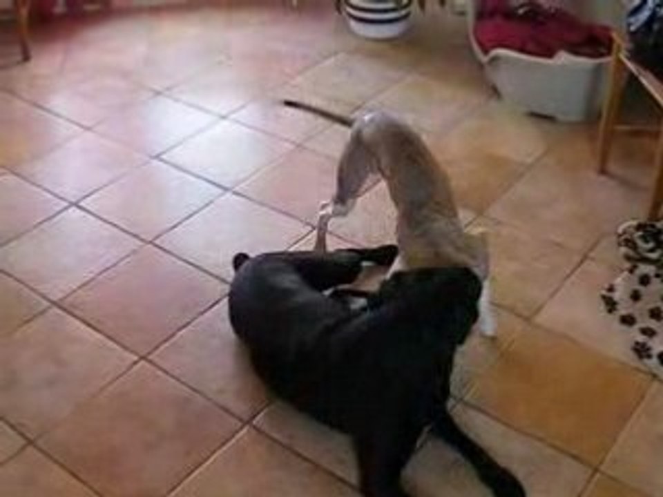 PRINCE ET TESS