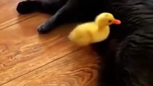Viral Funny Video – So Funny