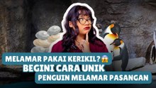 Melamar Pakai Kerikil? Begini Cara Unik Penguin Melamar Pasangan-Serius Ini Hewan?