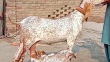 Makkhi cheeni goat feeding his young #pakistan #Makkhicheeni #goat🐐 #viralvideo