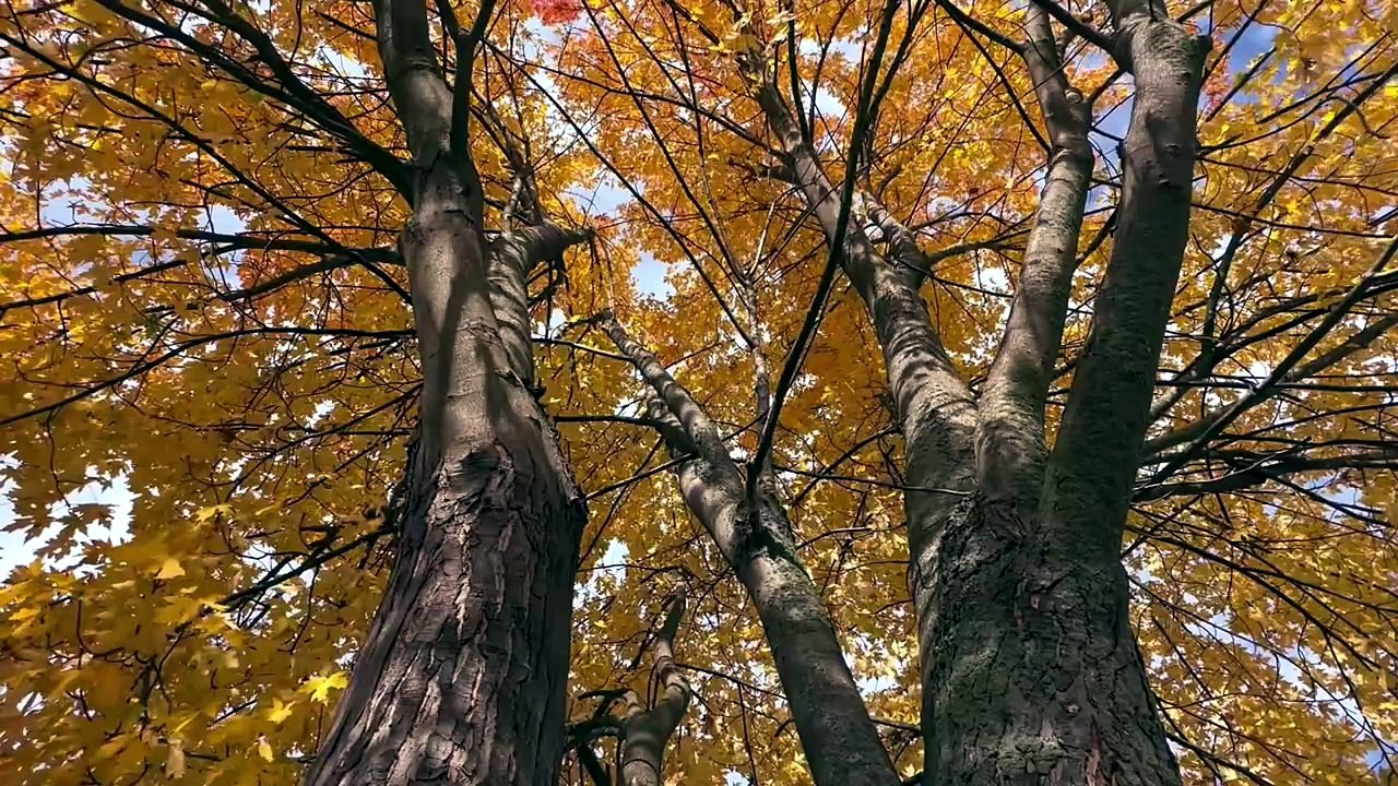 Relaxation Instrumentale _ Détente Profonde, Sommeil & Anti Stress _ Ambiance Zen