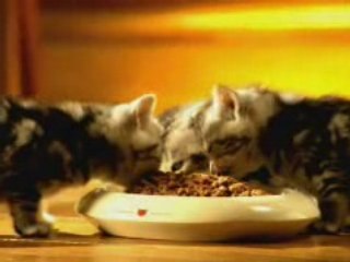 Pub Whiskas Chaton