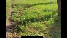 Brasiliano real story a pietralata