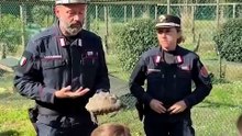 "A Marina di Ravenna, i Carabinieri Biodiversità salvano tartarughe abbandonate: un impegno per l'ecosistema"