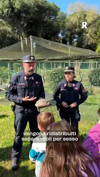 A Marina di Ravenna, i Carabinieri Biodiversità salvano tartarughe abbandonate: un impegno per l'ecosistema