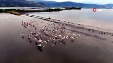 Menderes taştı, tarlalar Türkiye'nin en renkli göçmenlerinin dans pistine döndü!