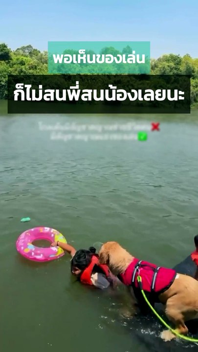 เมื่อโกลเด้นเห็นของเล่น งานนี้จะหัวพี่หัวน้องก็ไม่สนแล้ว