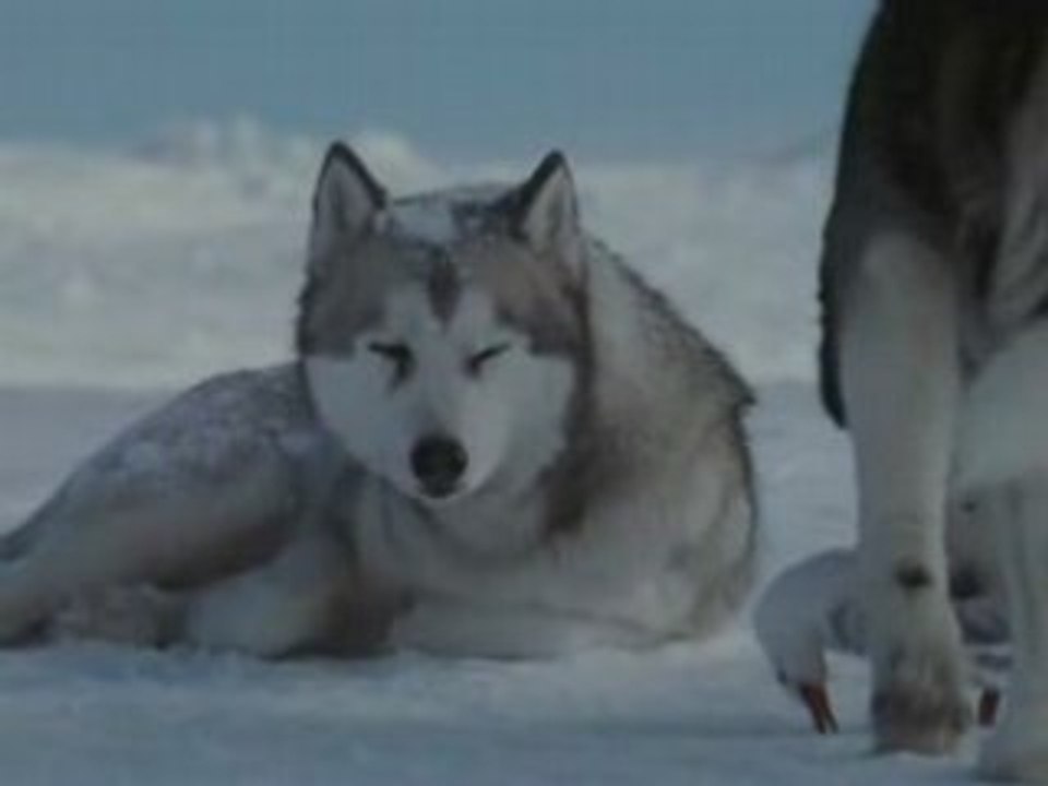 La passion du Siberian husky