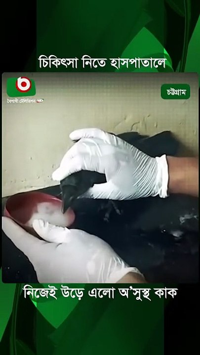 চিকিৎসা নিতে হাসপাতালে নিজেই উড়ে এলো অ_সুস্থ কাক _ Crow _ Hospital