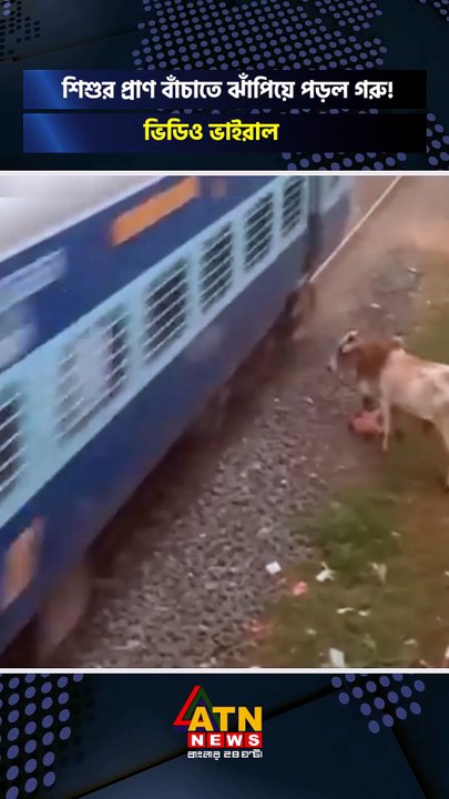 শিশুর প্রাণ বাঁচাতে ঝাঁপিয়ে পড়ল গরু_ ভিডিও ভাইরাল _traininciden