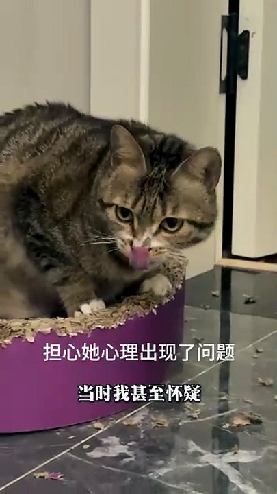 The cat designed a cat bed for itself.