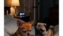 The X post by @TheLucyShow1 features a 15-second humorous video of a Chihuahua named Paws and a