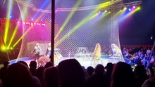 Tigre salta para a audiência durante circo na Rússia