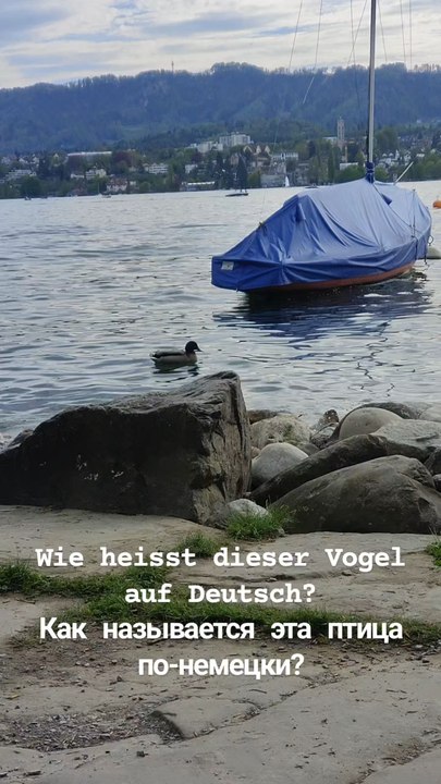 🦆 Wie heißt dieser Vogel auf Deutsch? | Deutsch lernen A1
