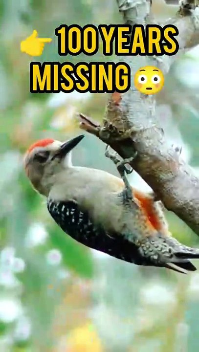🌍💯 Missing Lost & Found Animals of the Worldk