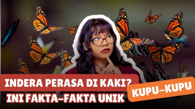 ​Indera Perasa di Kaki? Ini 5 Fakta Unik Kupu-Kupu-Serius Ini Hewan?