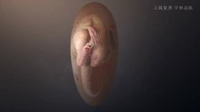A 70 Million-Year-Old Dinosaur That Never Hatched