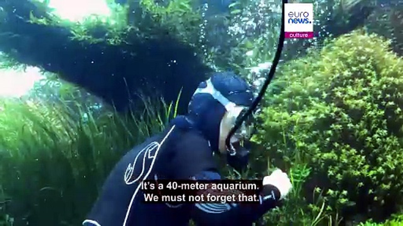 An aquatic adventure ends: Lisbon's Oceanarium to close 'Forests Underwater' exhibition