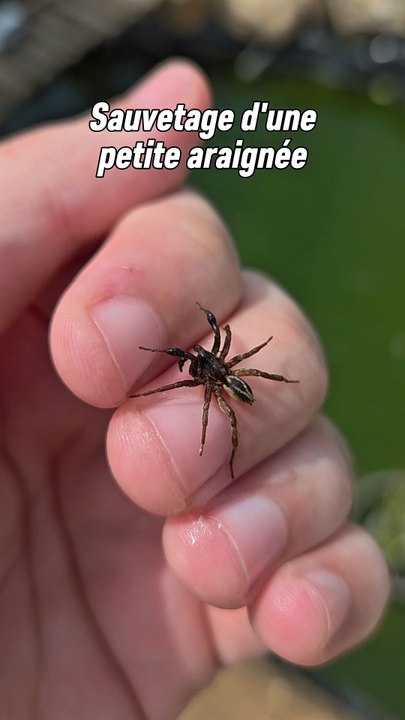 L'aventure de ma journée, sauvetage d'une petite araignée un peu trop courageuse !J'espère qu'elle a retenue la leçon. 🥲