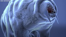 So what's a tardigrade?