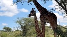A rare sighting of a giraffe sitting down: while giraffes are occasionally seen resting on the ground
