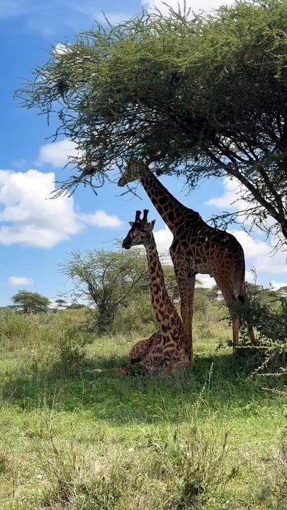 A rare sighting of a giraffe sitting down: while giraffes are occasionally seen resting on the ground