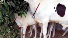 Big Gulabi goats eating leaves of tree for qubani 2026