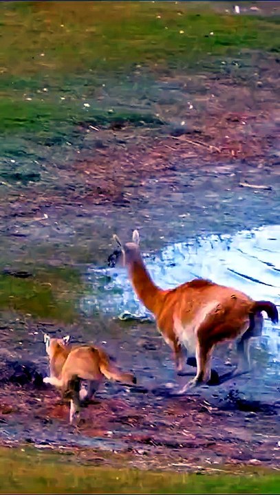 Fierce Wild Cat Loses Meal! 🤯