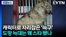 늑구맵에서 늑구빵까지...도망친 늑대는 왜 스타가 됐나 / YTN