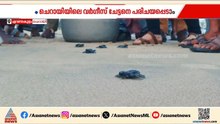 ചെറായിക്കാരൻ വര്‍ഗീസ് സംരക്ഷകനായി; പഞ്ചാര മണലിൽ പിച്ചവെച്ച് കടലാമ കുഞ്ഞുങ്ങൾ | Marine turtle