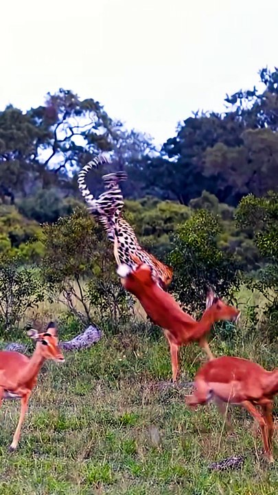 Leopard Dominance Rules the Wild Savanna