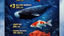 Quels sont les poissons les plus vieux du monde