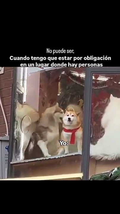 #memesmasmelos #memesdayli #memes #humor #risas #memesenespañol #memeshumor