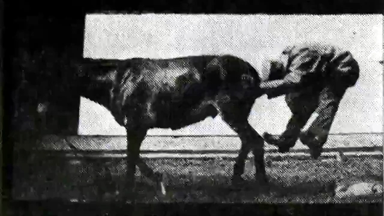 Donkey and Man Playing (1886) Eadweard Muybridge