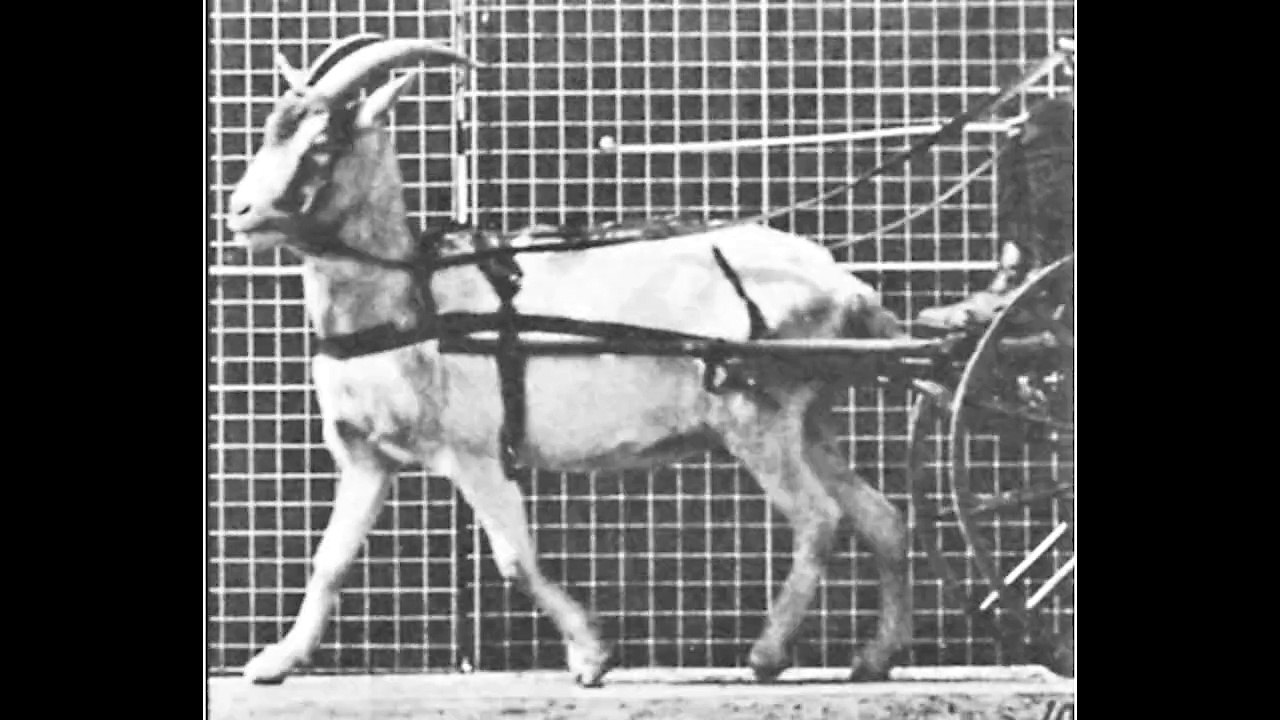 Goat Trotting, Harnessed to a Sulky with Driver (1887) Eadweard Muybridge