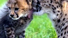 Cheetah moms like Kelechi are devoted to their cubs, grooming and protecting them during these critical early months.