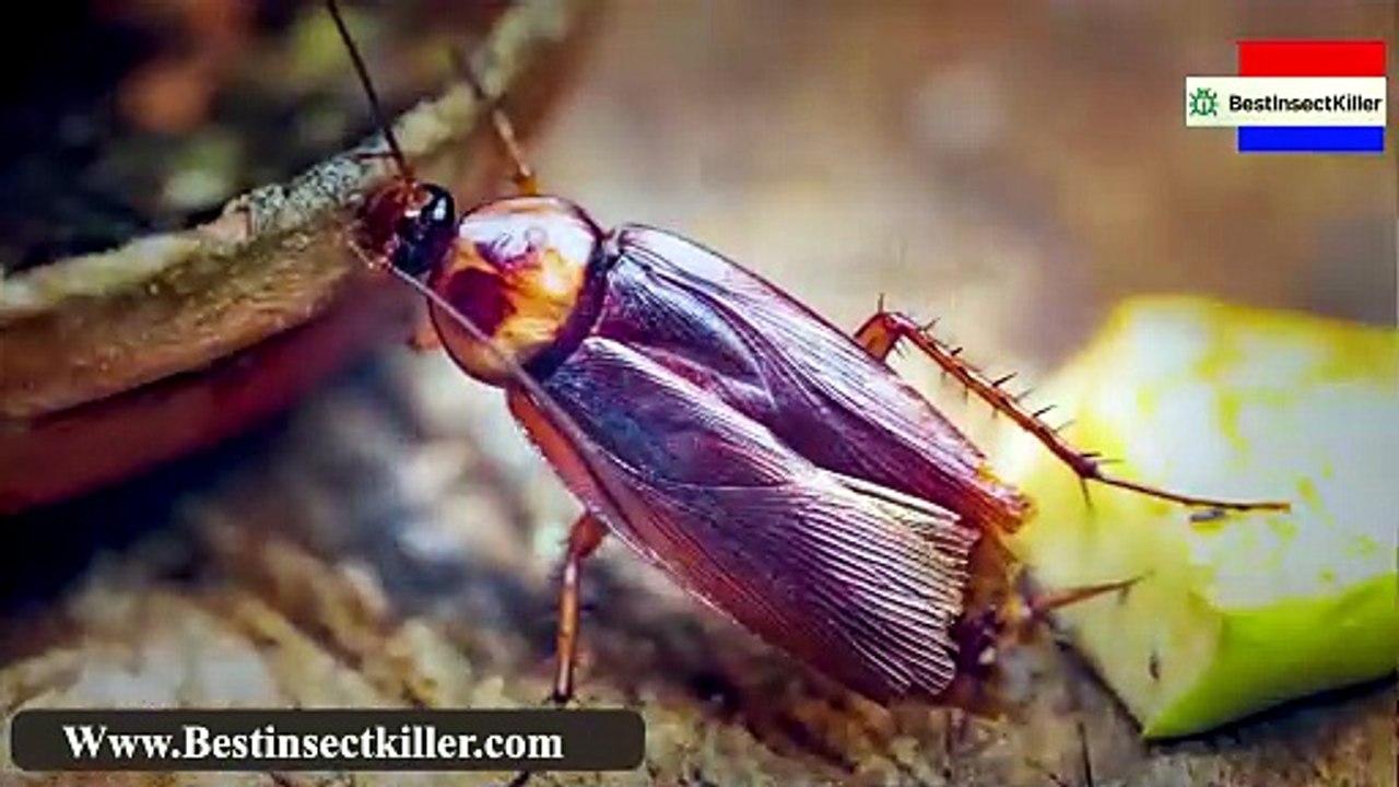 Best Insect Killer