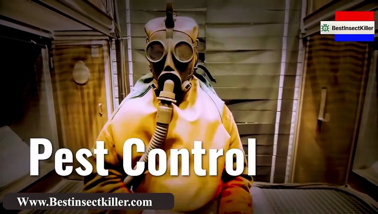 Best Insect Killer For Home
