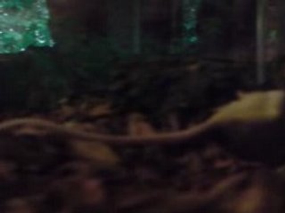 second video de mon serpent