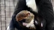Big monkey and baby
